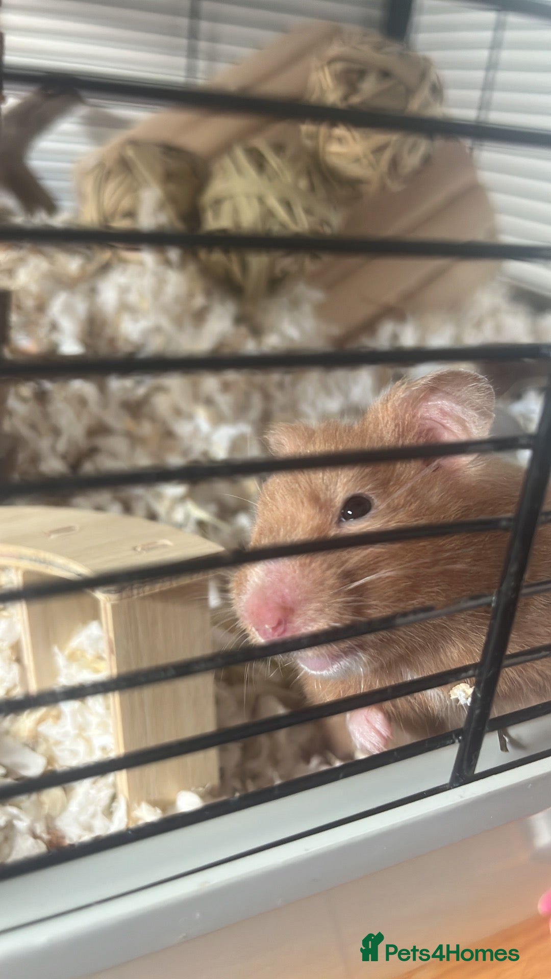 Hamster rodents 4 month old Syrian hamster girl - Advert 2