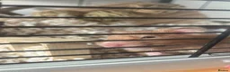 Hamster rodents for sale: 4 month old Syrian hamster girl in Shrewsbury - Advert 1