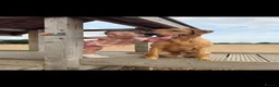 Labrador Retriever dogs for stud: KC Reg Fox Red (Yellow) Labrador Stud  - Advert 6