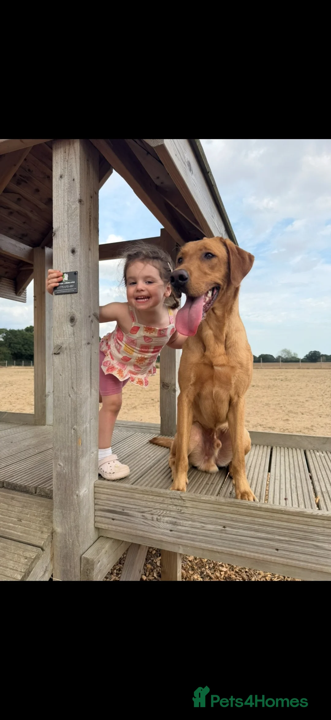 Labrador Retriever dogs for stud: KC Reg Fox Red (Yellow) Labrador Stud  - Advert 6