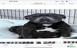 Staffordshire Bull Terrier dogs for sale: STUNNING litter of blue staffy pups - Image 7