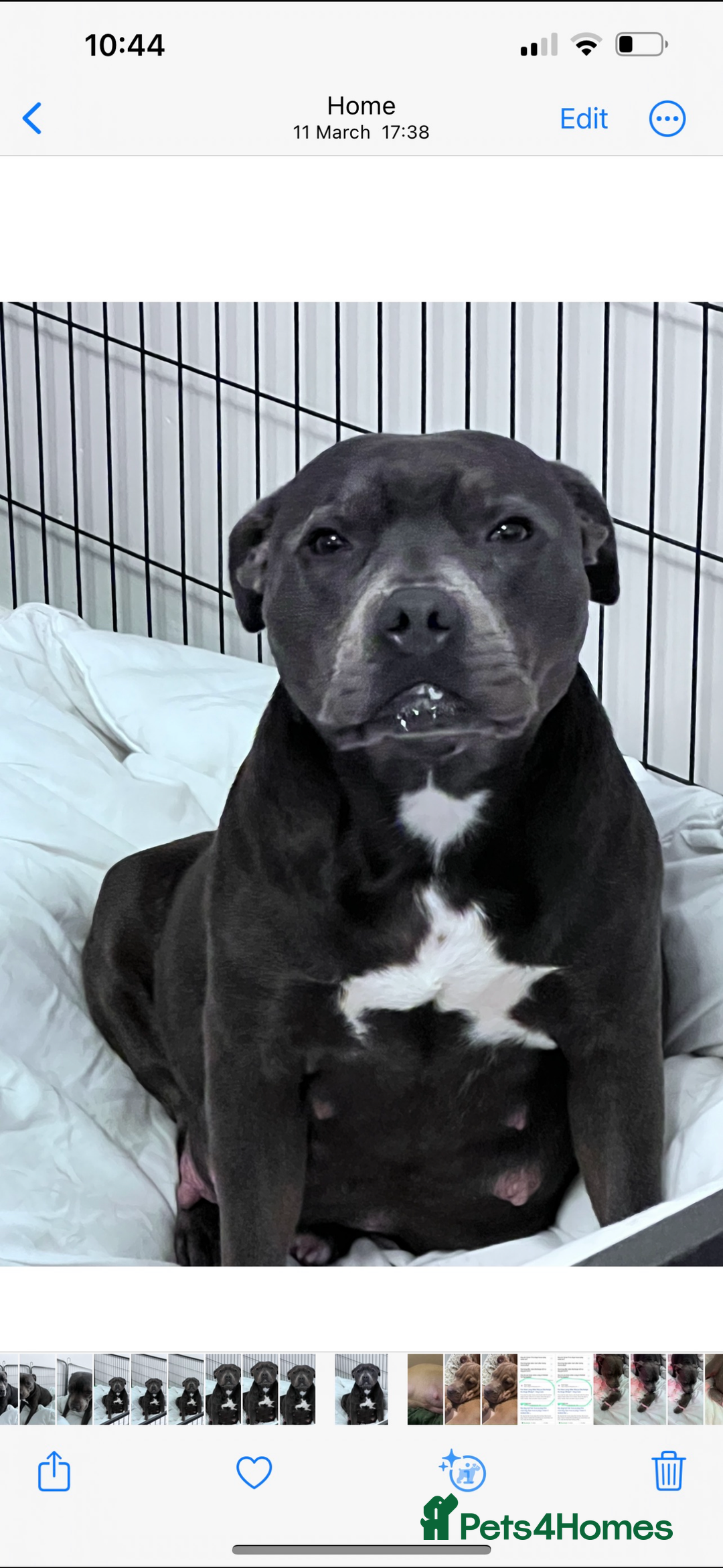Staffordshire Bull Terrier dogs for sale: STUNNING litter of blue staffy pups - Image 7