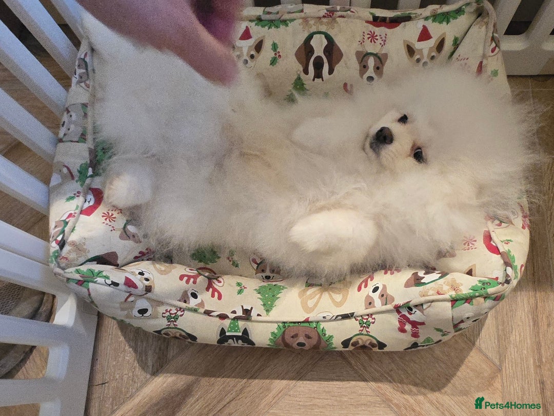 Pomeranian dogs for sale: Snow white Pomeranian boy - Advert 9