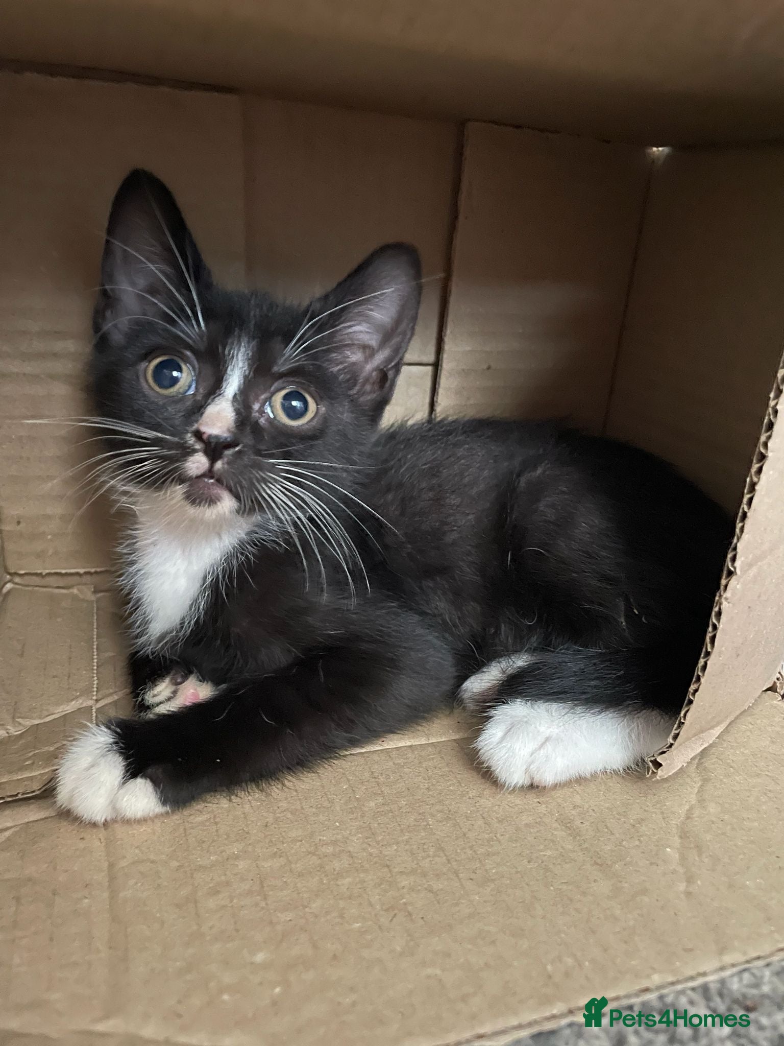 Sphynx cats LAST FEMALE fluffy half Sphynx kitten - Ready Now  - Advert 17