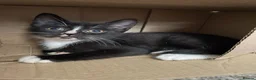 Sphynx cats for sale: LAST FEMALE fluffy half Sphynx kitten - Ready Now  - Advert 3