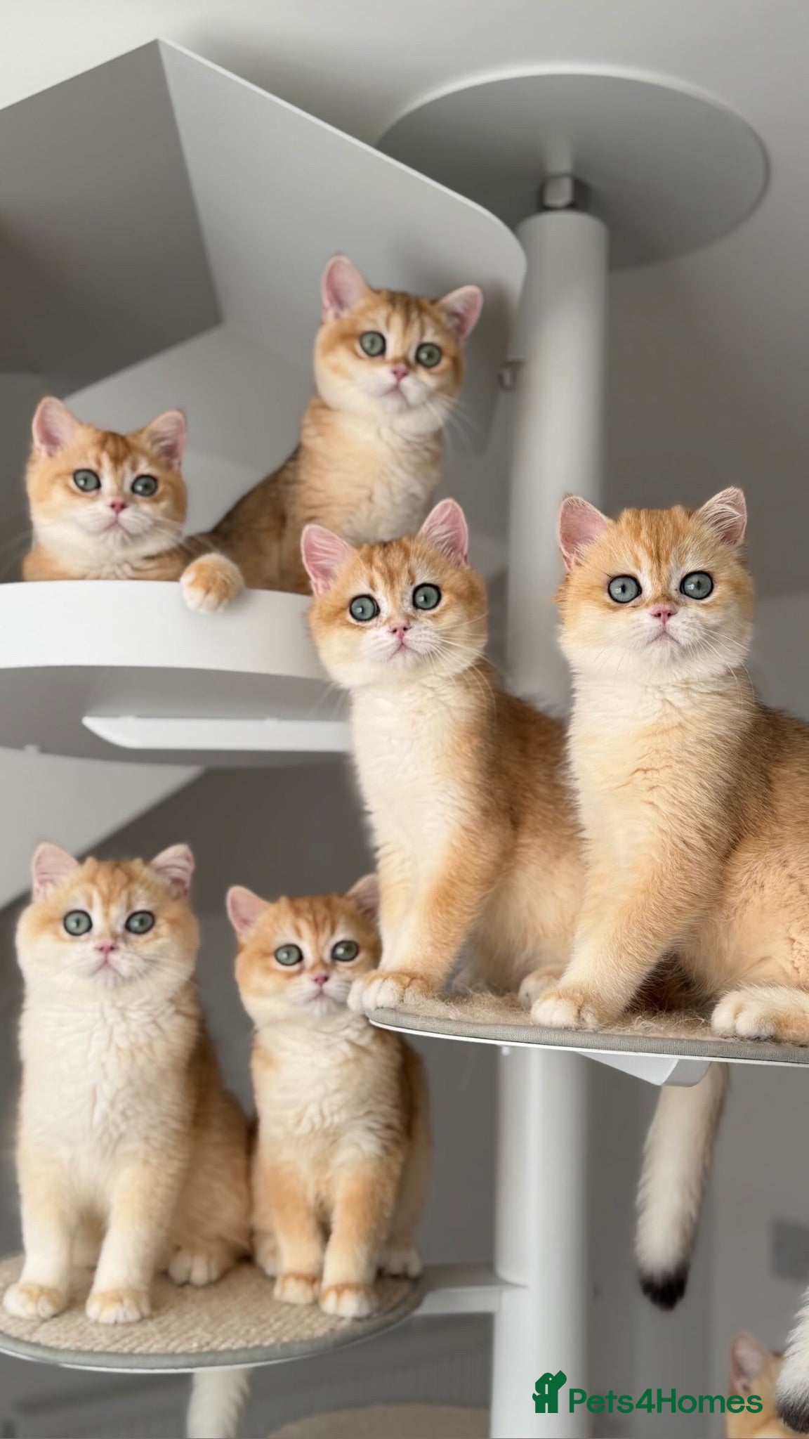British Shorthair cats British Shorthair Golden kittens  - Advert 1