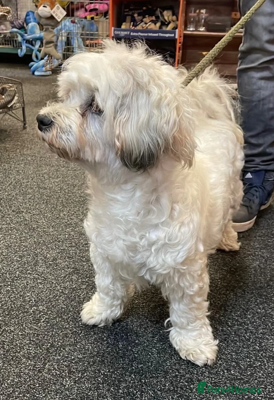 Mixed Breed dogs for adoption: Trinny needs a loving home  - Advert 9