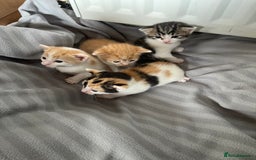 British Shorthair cats for sale: Shorthairs Uk Cat  - Image 2