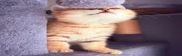 British Shorthair cats for sale: GCCF Registered Golden BSH Kittens | ny12 & by12 - Advert 7