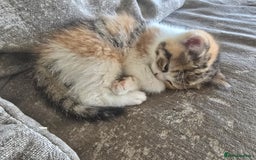 British Shorthair cats for sale: Kittens - Image 12
