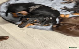 Miniature Dachshund dogs for sale: Gorgeous minix dachshund puppies ready now! - Image 10