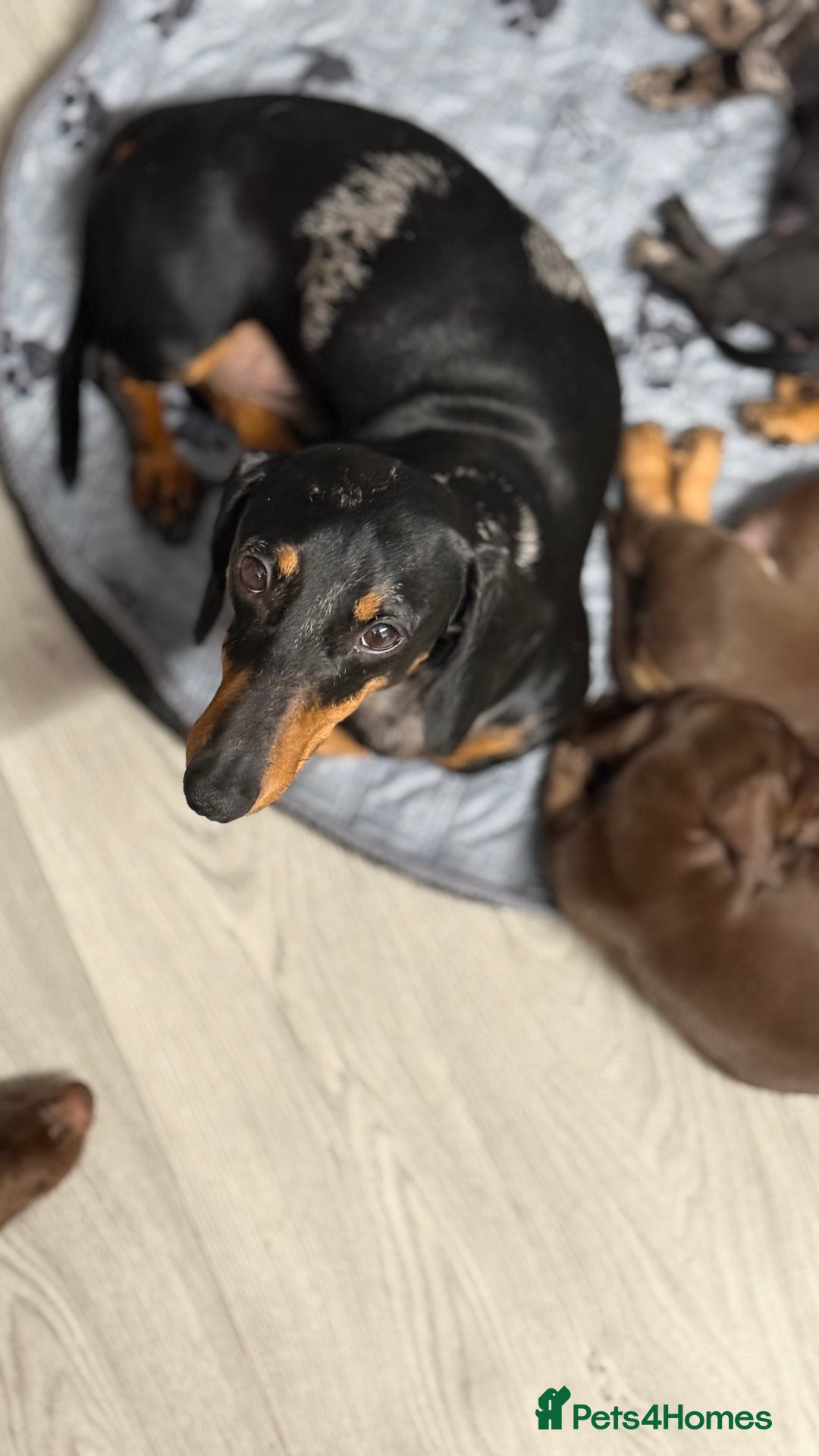 Miniature Dachshund dogs for sale: Gorgeous minix dachshund puppies ready now! - Image 10