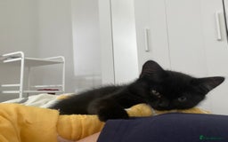 Himalayan cats for sale: Gorgeous Last kitten Girl 🩷 found home ‼️‼️ - Image 19