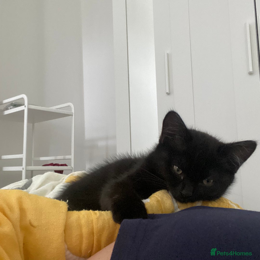 Himalayan cats for sale: Gorgeous Last kitten Girl 🩷 found home ‼️‼️ - Image 19
