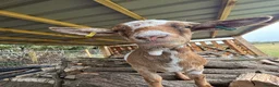 Goats livestock for sale: 1 x male and 1x female  - Advert 3