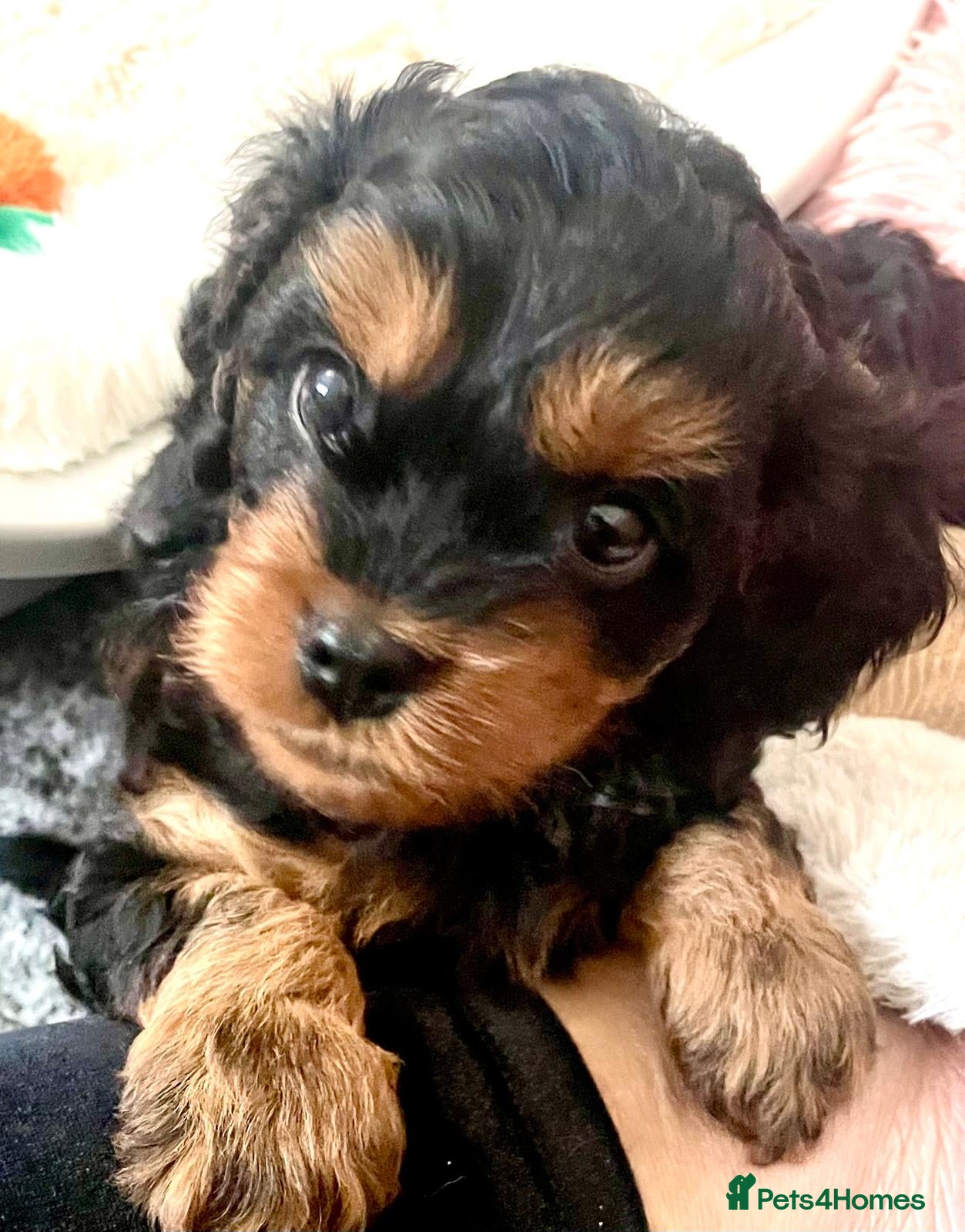 Cavapoo dogs Cavapoo pups - Advert 4