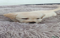 Labrador Retriever dogs for sale: Labrador puppies  - Image 12