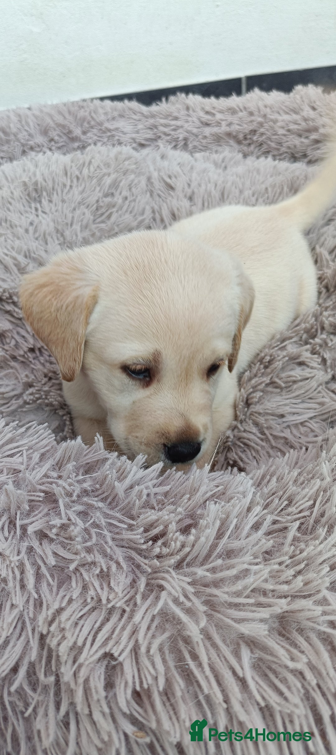 Labrador Retriever dogs for sale: Labrador puppies  - Image 12