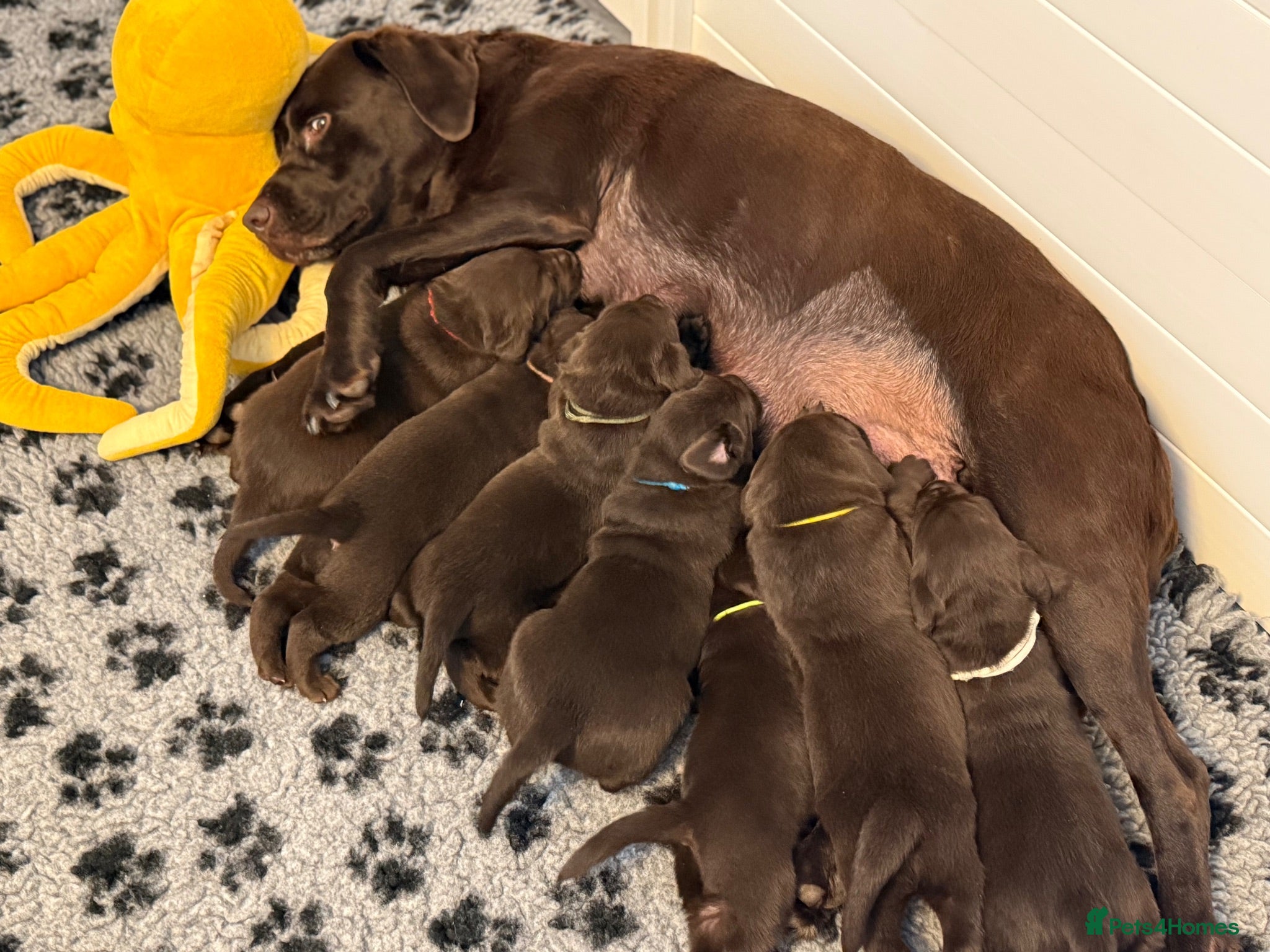 Labrador Retriever dogs Beautiful chocolate Kc Reg Labrador Puppies - Advert 1