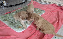 Labradoodle dogs for sale: Stunning F1B mini labradoodles *1 girl, 1 boy* - Image 10