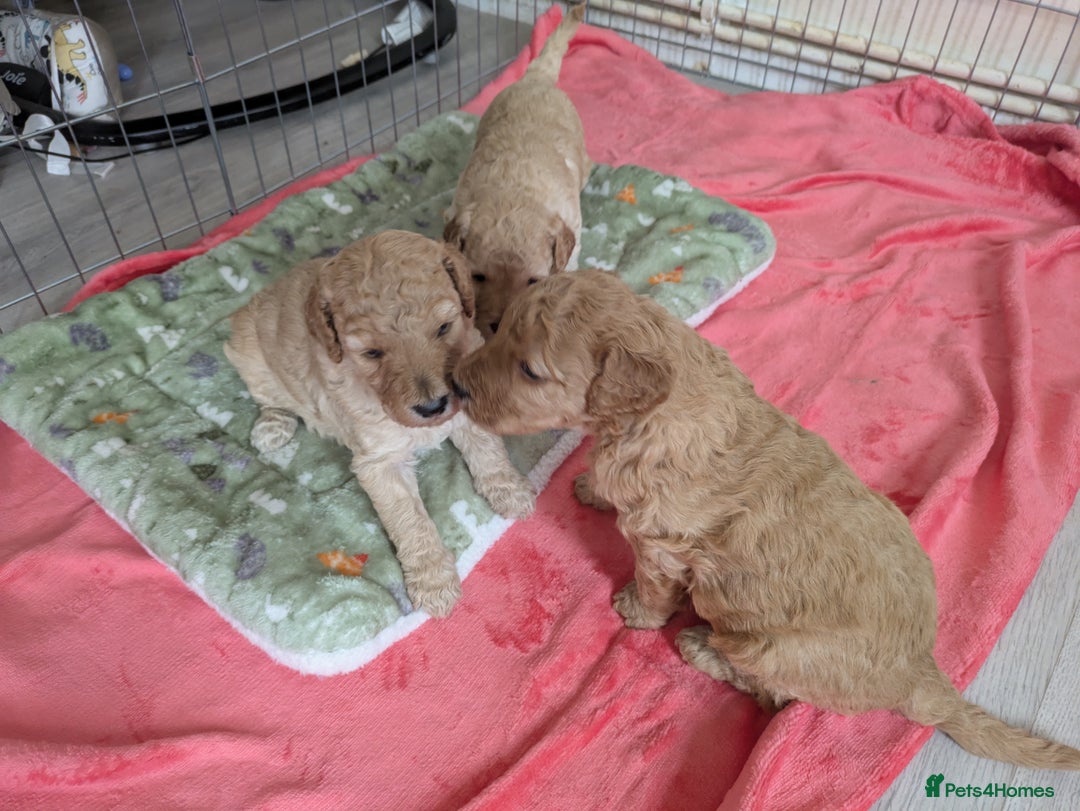 Labradoodle dogs for sale: Stunning F1B mini labradoodles *1 girl, 1 boy* - Image 10