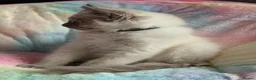 Ragdoll cats for sale: Stunning ragdoll kittens for sale.  - Advert 13