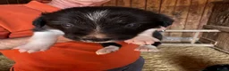 Border Collie dogs for sale: Georgeous friendly well bred border collies - Advert 3