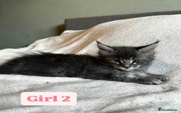 Maine Coon cats for sale: Maine Coon Kittens for Sale TICA  3 Boys & 2 Girls - Image 29