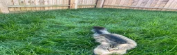Maine Coon cats for sale: Gorgeous bundle of joy! in Milton Keynes - Advert 1