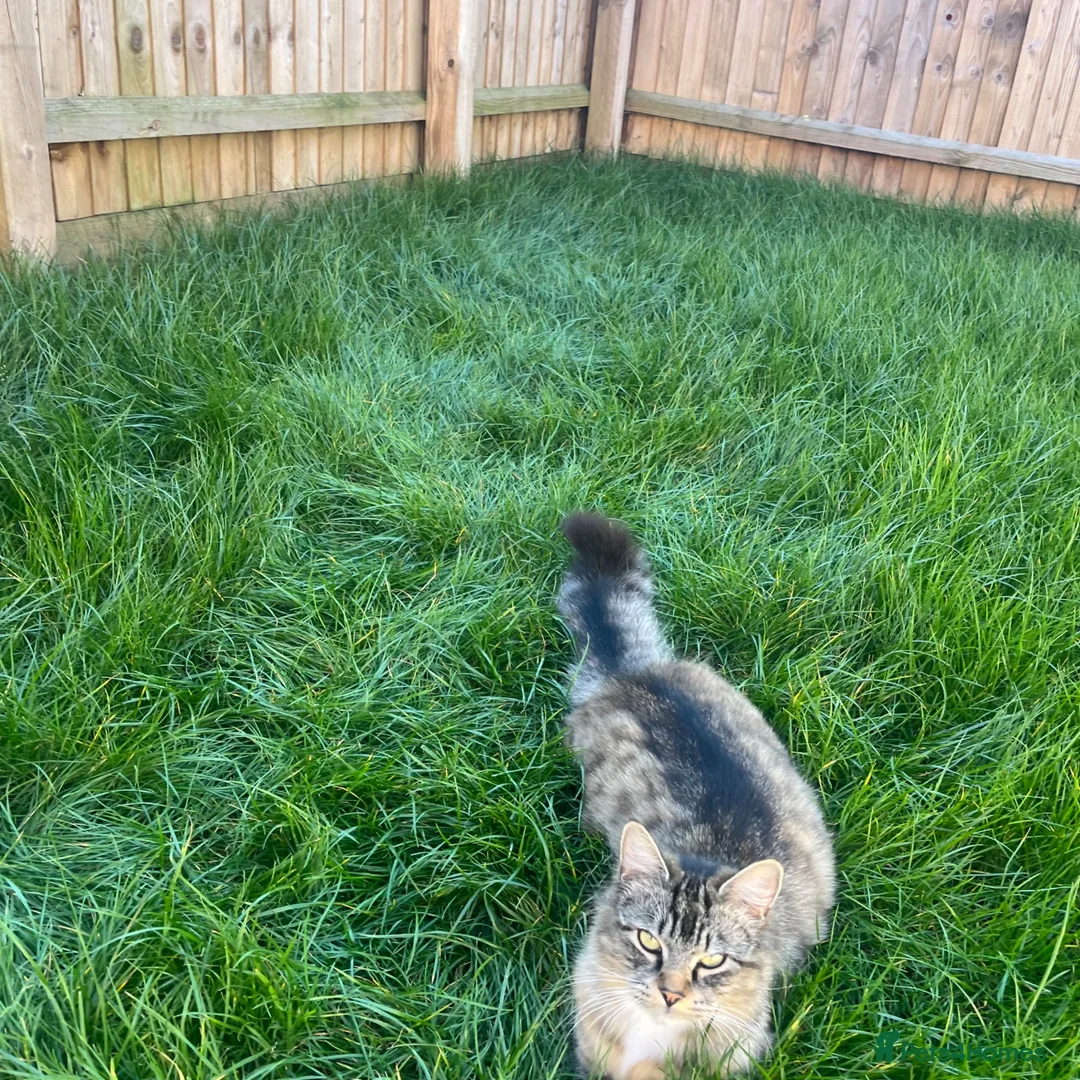 Maine Coon cats for sale: Gorgeous bundle of joy! in Milton Keynes - Advert 1