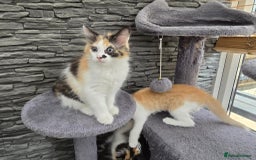 Mixed Breed cats for sale: Beautiful kittens - Image 20