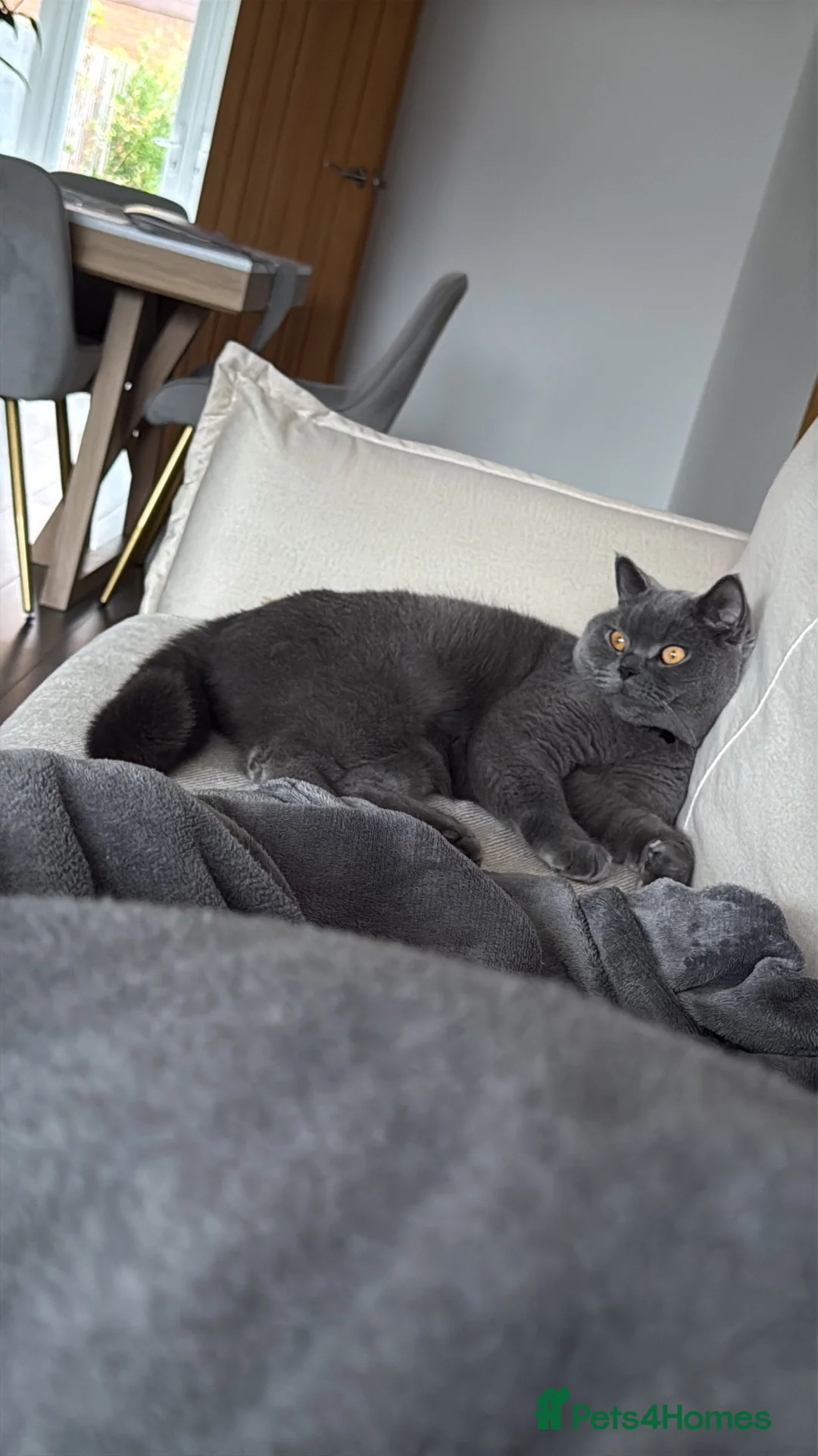 British Shorthair cats for sale: Beautiful British Shorthair Boy  in Oldbury - Advert 6