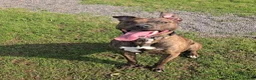 Mixed Breed dogs for sale: Rehome my 2 year old lurcher cross - Advert 1