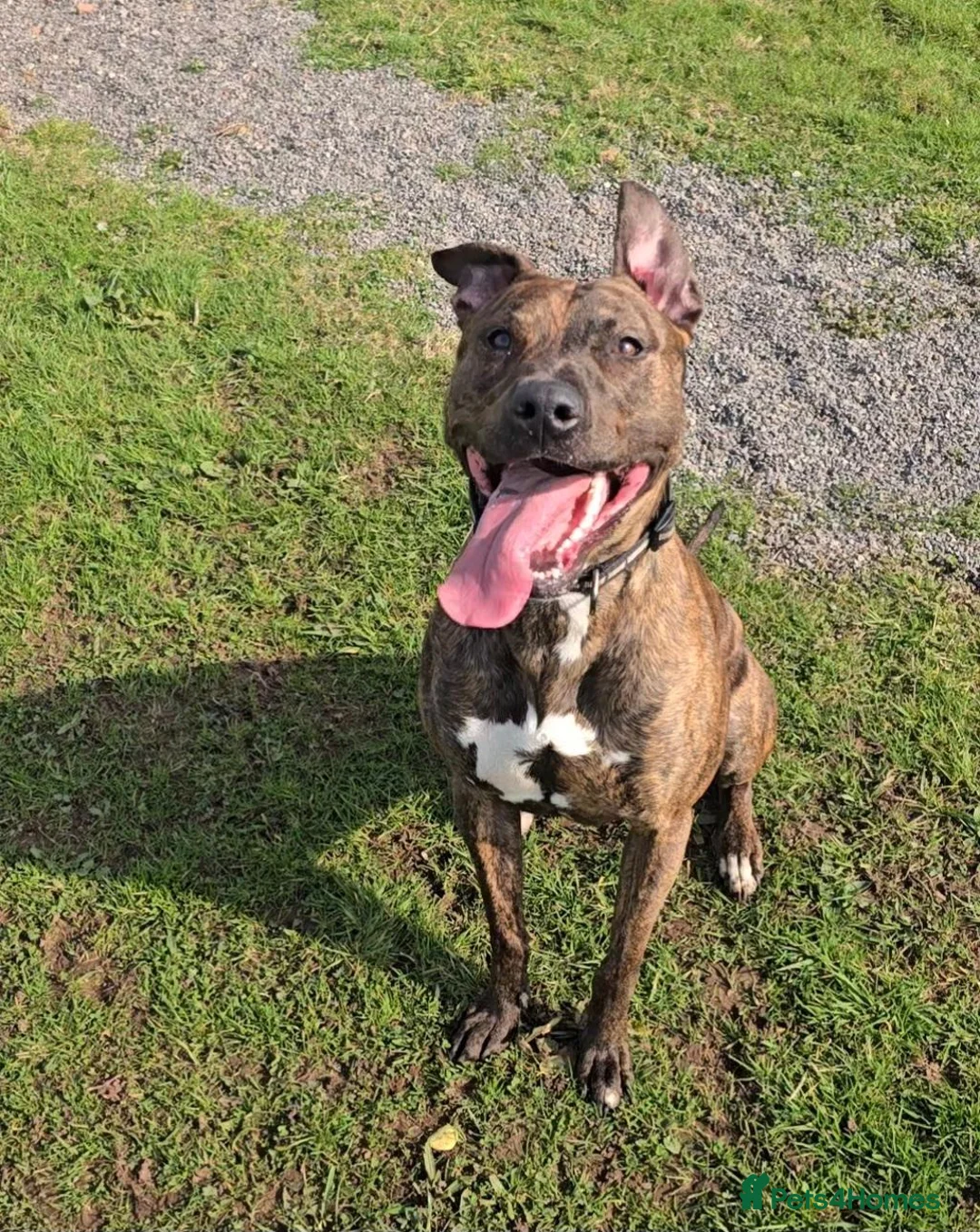 Mixed Breed dogs for sale: Rehome my 2 year old lurcher cross - Advert 1