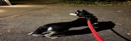 Utonagan dogs for sale: 7 stunning husky/malamute puppies in Waltham Abbey - Advert 31