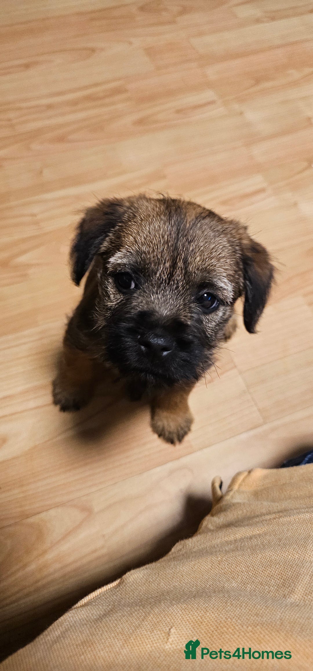 Border Terrier dogs for sale: Kc border terrier  - Advert 9
