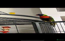 Lorikeets birds for sale: Rainbow lorikeet 18 weeks old  - Image 1