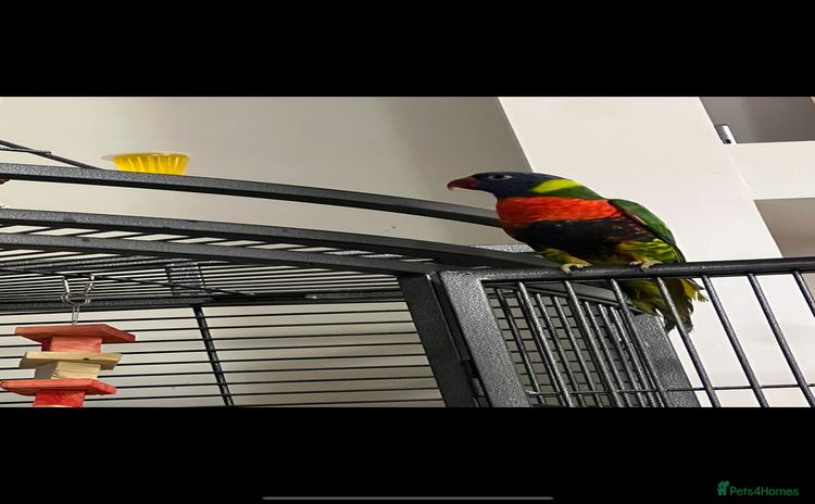 Lorikeets birds - Advert 1