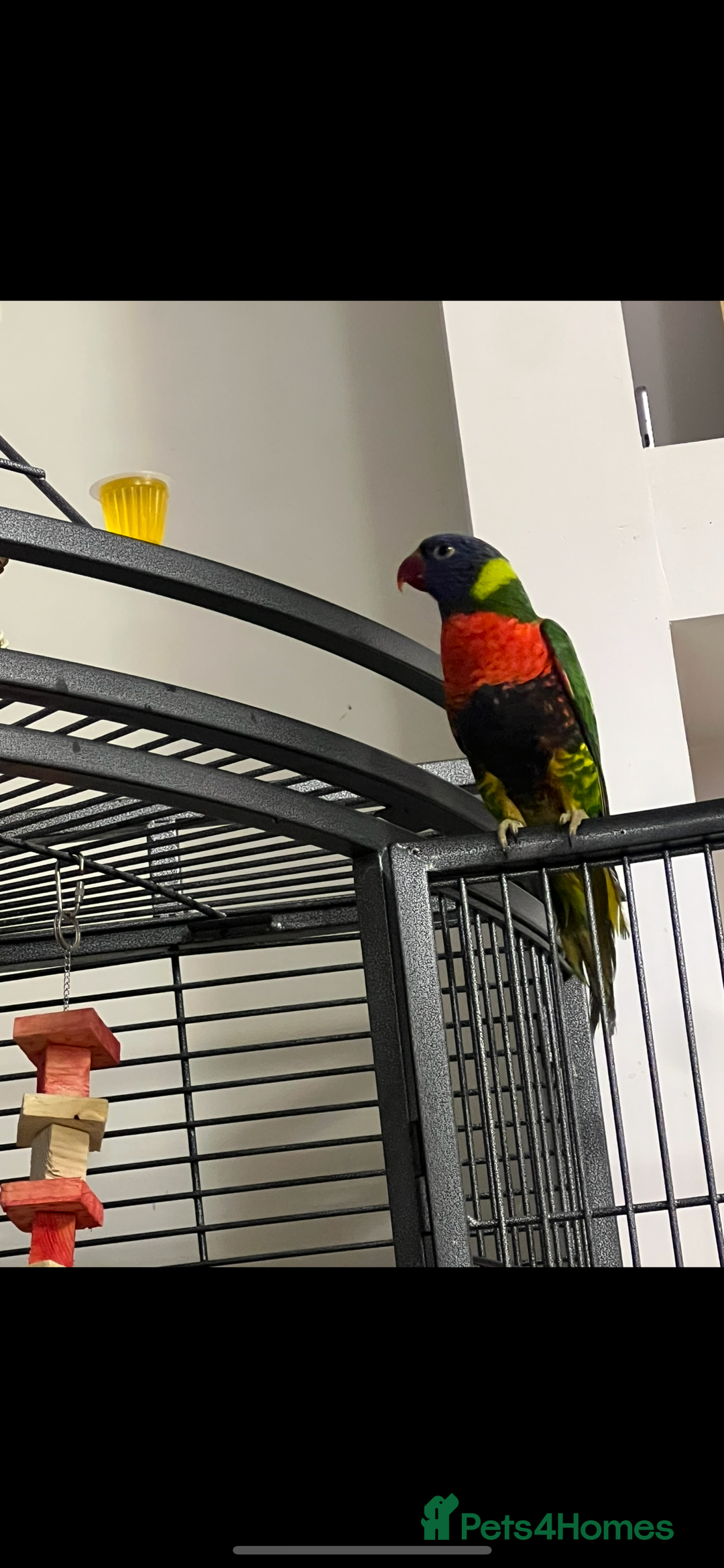 Lorikeets birds for sale: Rainbow lorikeet 18 weeks old  - Image 1
