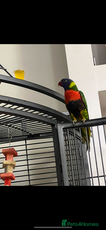 Lorikeets birds - Advert 10