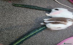 Mini Lop rabbits for sale: Friendly mini lop  - Advert 1