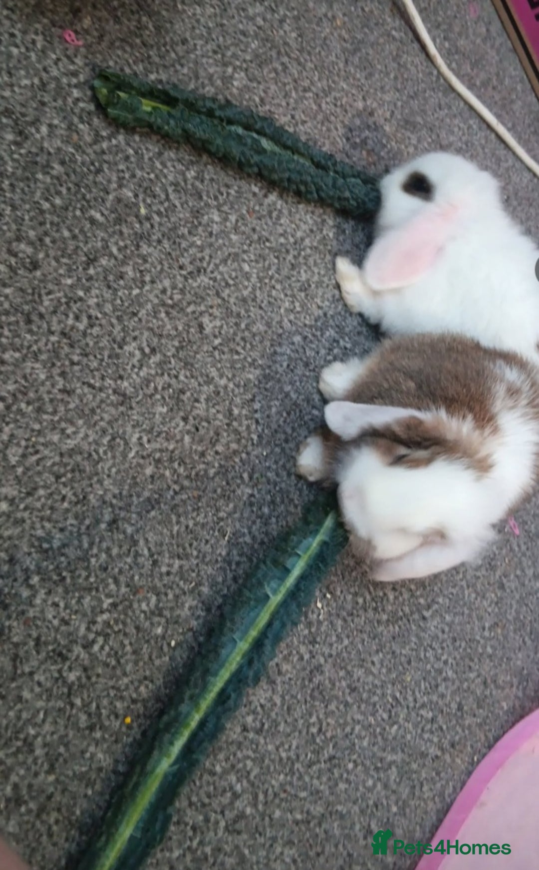 Mini Lop rabbits for sale: Friendly mini lop  - Advert 1