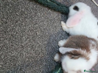 Mini Lop rabbits Friendly mini lop - Advert 12