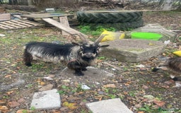 Goats livestock for sale: Billy Pigmy Goat - Image 4