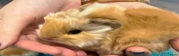 Guinea Pig rodents for sale: RESERVED Peruvian Cream Long Hair Boars - Advert 9