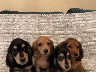 Miniature Dachshund dogs Beautiful Long-Haired Miniature Dachshund Puppies! - Advert 1