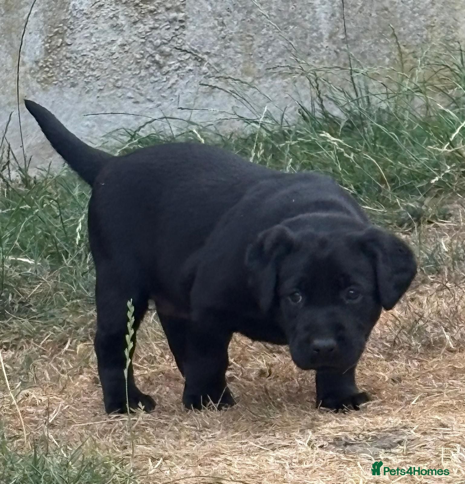 Labrador Retriever dogs Gorgeous pedigree labrador girl pups  - Advert 2