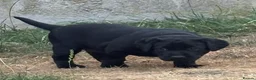 Labrador Retriever dogs for sale: Gorgeous pedigree labrador girl pups  - Advert 2