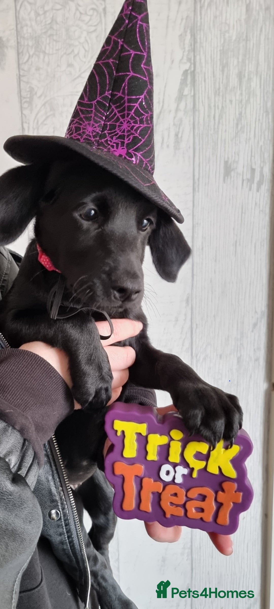 Labradoodle dogs for sale: Beautiful little Girl - Image 1