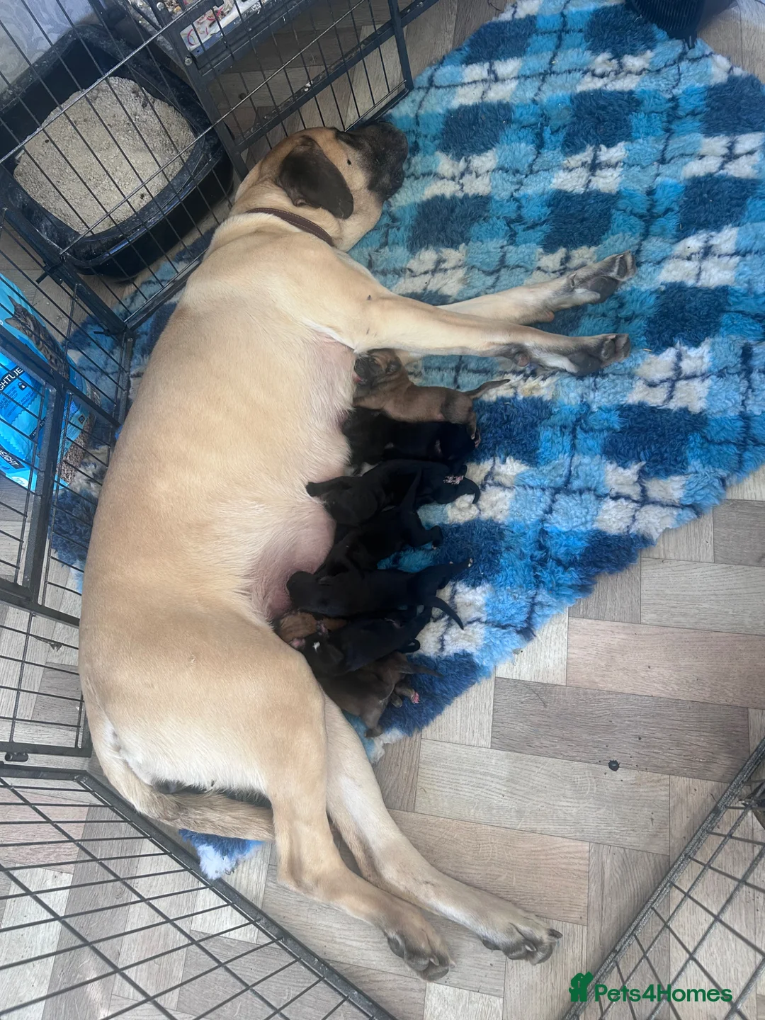 Mixed Breed dogs for sale: Ultimate mastiff puppies  - Advert 1